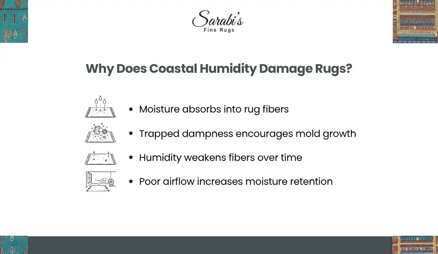 How Do You Protect Rugs from Sydney’s Coastal Humidity?